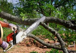 Trusted Coalfield, TN Tree Removal Services Experts