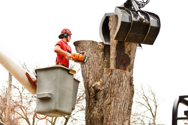 Best Tree Risk Assessment  in Coalfield, TN